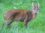 Reeve's muntjac