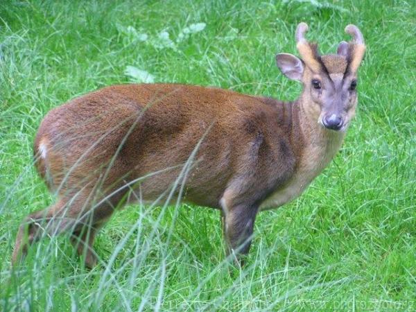 Reeve's muntjac