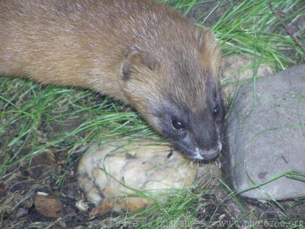 Siberian weasel