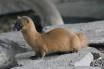 Siberian weasel