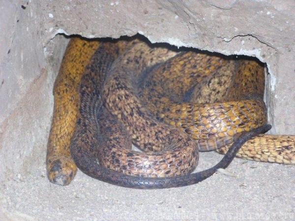 Cape cobra
