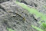 Peruvian fern stick insect