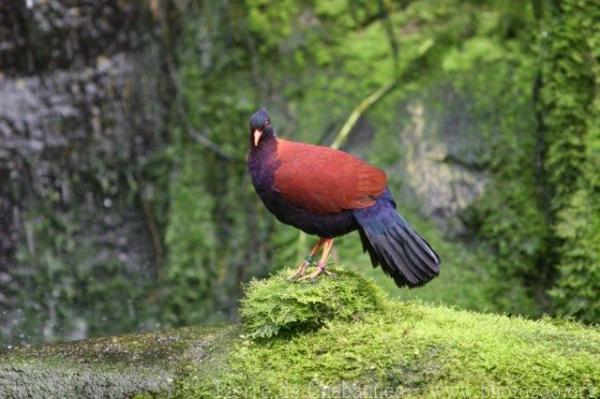 Green-naped pheasant pigeon