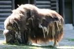 Ward's musk ox