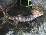 Cuvier's smooth-fronted caiman *