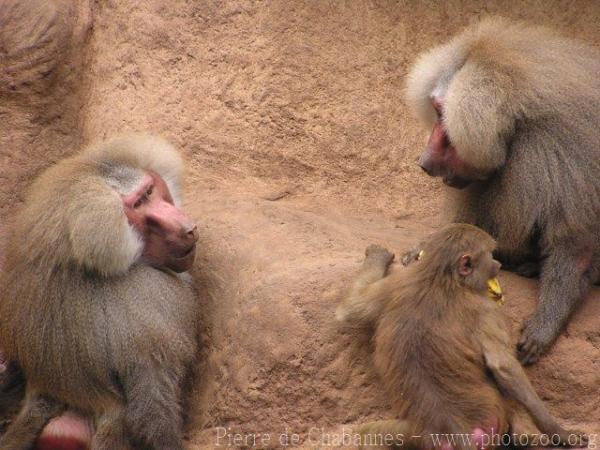 Hamadryas baboon