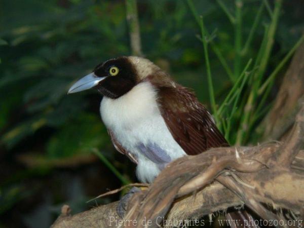 Lesser bird-of-paradise *