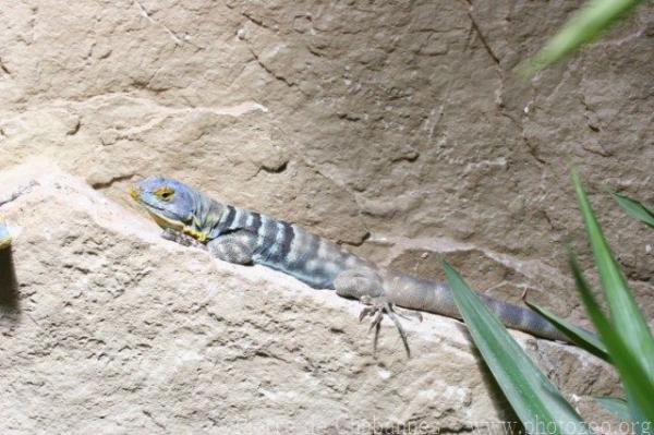 Baja California rock lizard