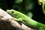 Giant day gecko