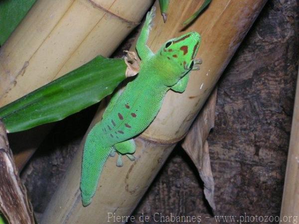 Giant day gecko