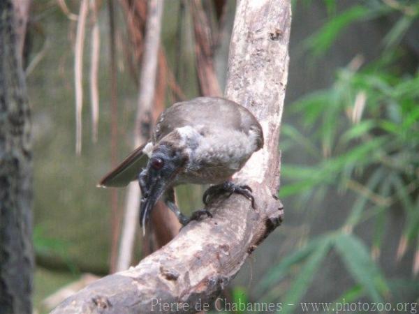 Helmeted friarbird