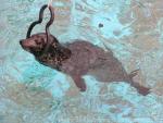 Common harbor seal *