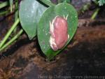 Northern orange-legged leaf frog