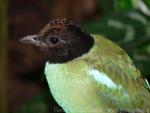 Western hooded pitta