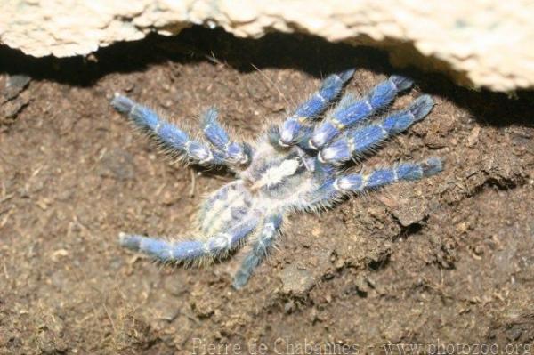 Peacock parachute spider