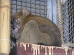 Greater bamboo lemur