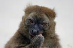 Greater bamboo lemur