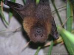 Rodrigues flying-fox