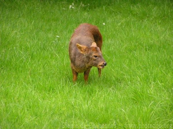 Southern pudu