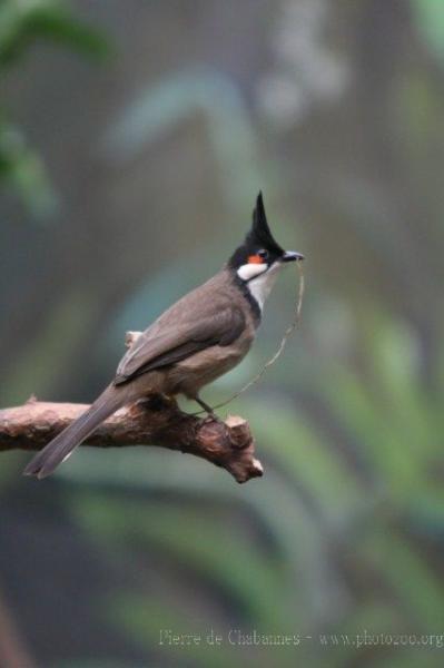 Red-whiskered bulbul