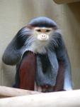 Red-shanked douc langur