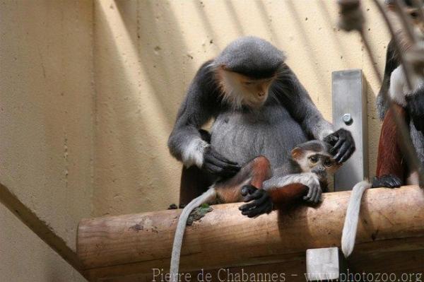 Red-shanked douc langur