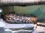 Asiatic rock python