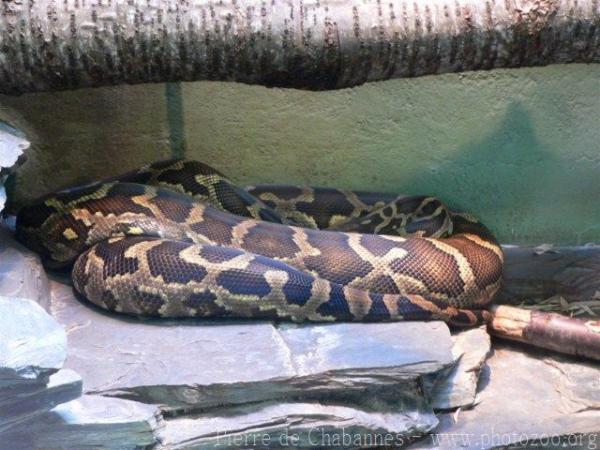 Asiatic rock python