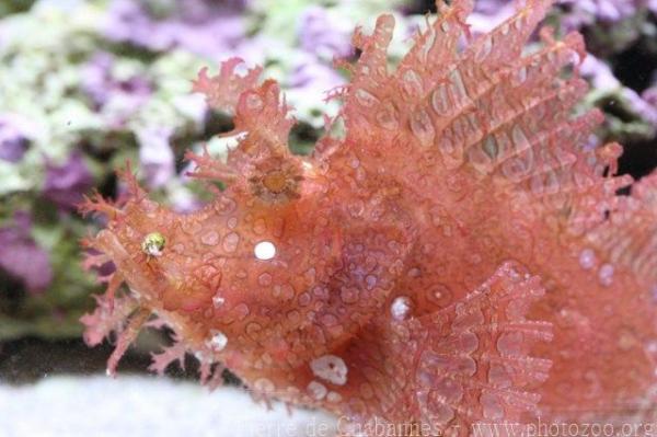 Weedy scorpionfish