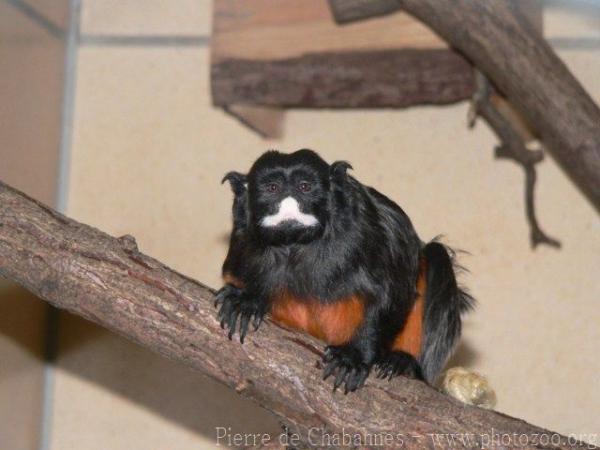 Red-chested mustached tamarin