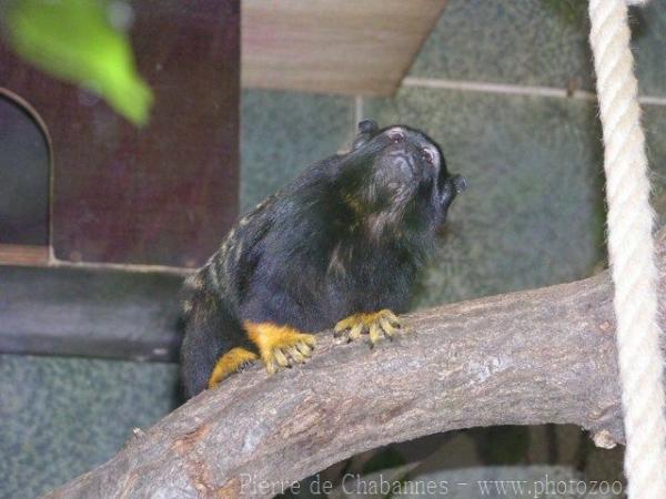 Red-handed tamarin