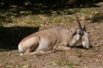 Mongolian saiga *