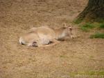 Mongolian saiga *