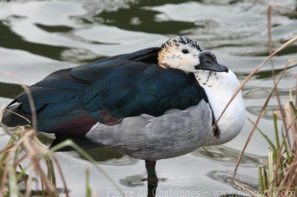 Comb duck