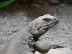 Northern chuckwalla