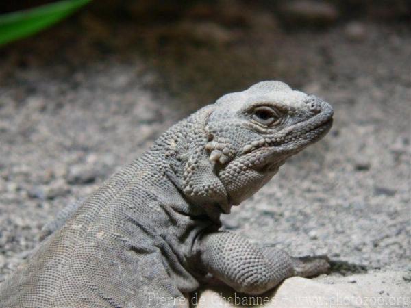 Northern chuckwalla