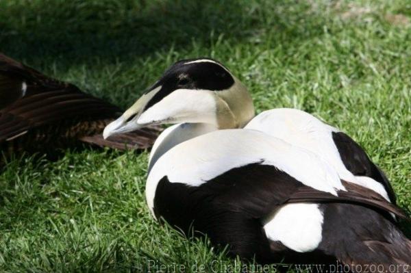 Atlantic common eider