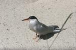 Common tern