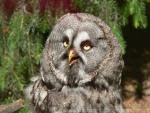 Great grey owl