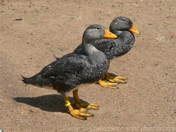 Magellanic steamerduck
