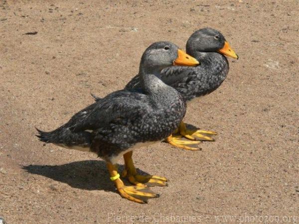 Magellanic steamerduck