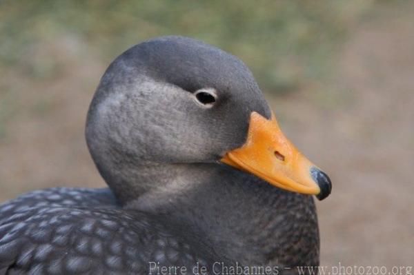 Magellanic steamerduck