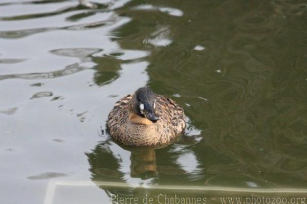 White-backed duck