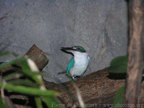 Collared kingfisher *