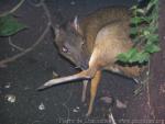 Lesser mousedeer