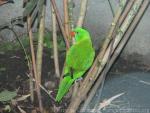 Weber's lorikeet *