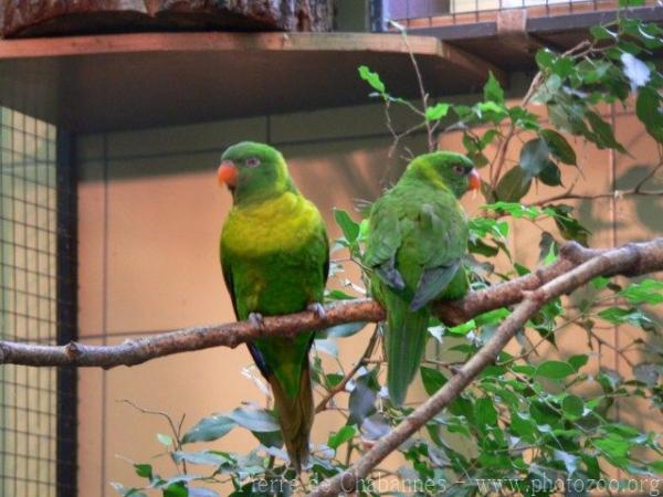 Weber's lorikeet *