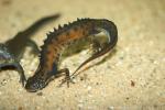 Northern crested newt