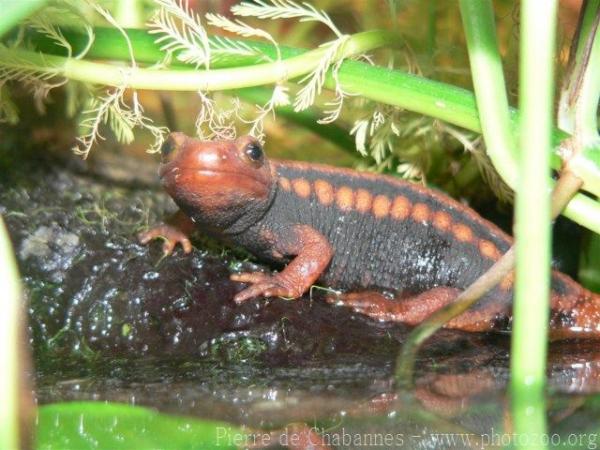 Emperor newt