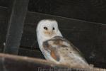 Common barn owl